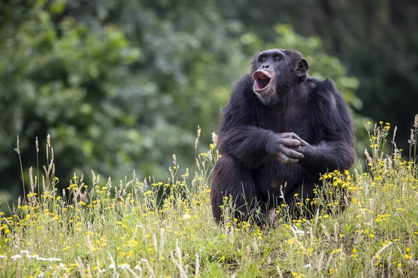 Pant-hooting chimpanzee (Pan troglodytes) in natural habitat.