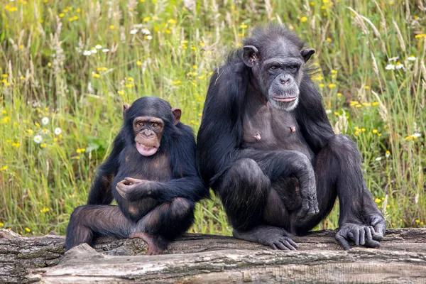 在自然栖息地生有婴儿的黑猩猩 潘氏巨怪 — 图库照片