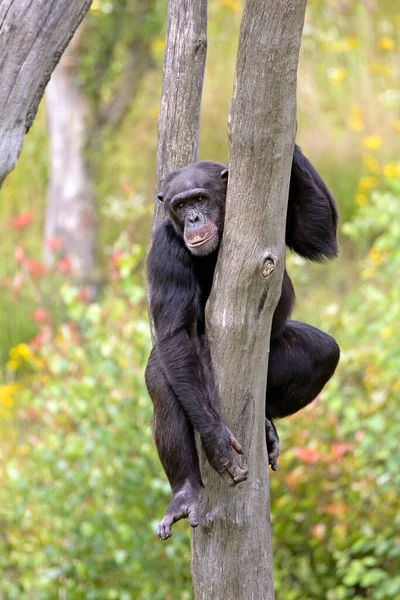 天然栖息地中的黑猩猩 泛对流层虫 — 图库照片