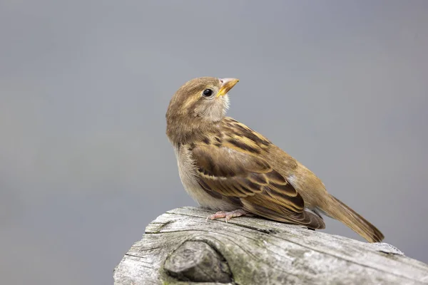 Zblízka Pohled Ženský Dům Vrabec Passer Domesticus — Stock fotografie