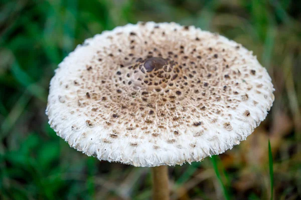 Macrolepiota Procera Parasol Mushroom Close View — Stock Photo, Image