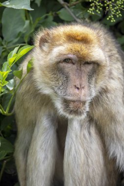 Doğal ortamında berber makağı (Macaca sylvanus). 