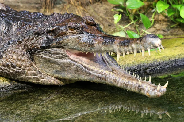 Hamis Gharial Tomistoma Schlegelii Folyó Partján Közelkép — Stock Fotó