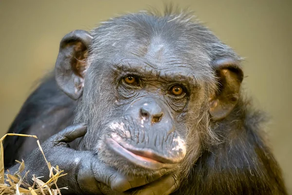 Chimpanzé Pan Troglodytes Portrait Rapproché — Photo