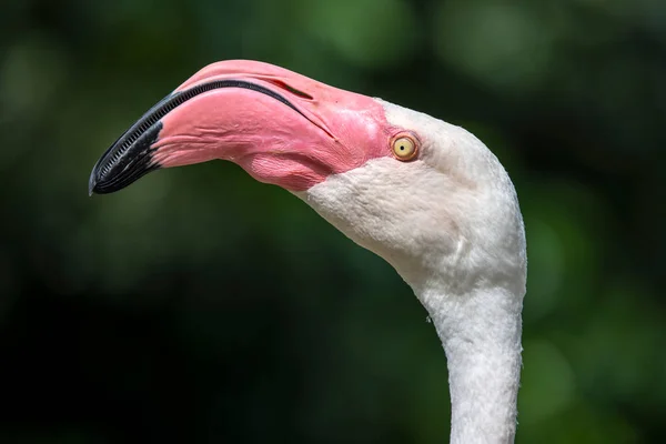 Nahaufnahme Des Großen Flamingos Phoenicopterus Roseus — Stockfoto