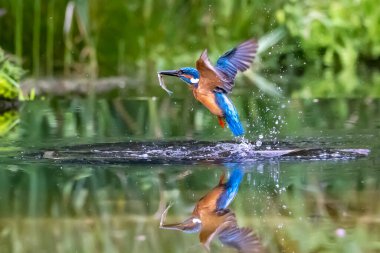Genel Kingfisher (Alcedo at this) kuşu