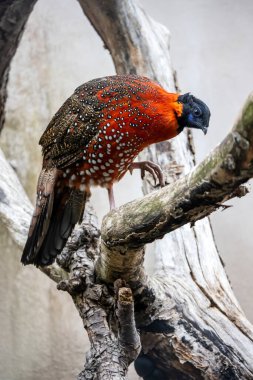 Satir tragopan (Tragopan satirası) kuşu 