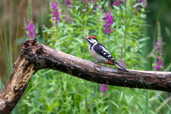 Lesser Spotted Woodpecker Dryobates Minor — Stock Photo, Image