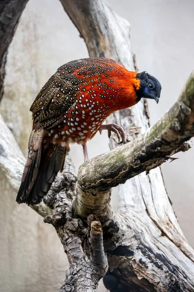 Fågel Satyr Tragopan Satyra — Stockfoto