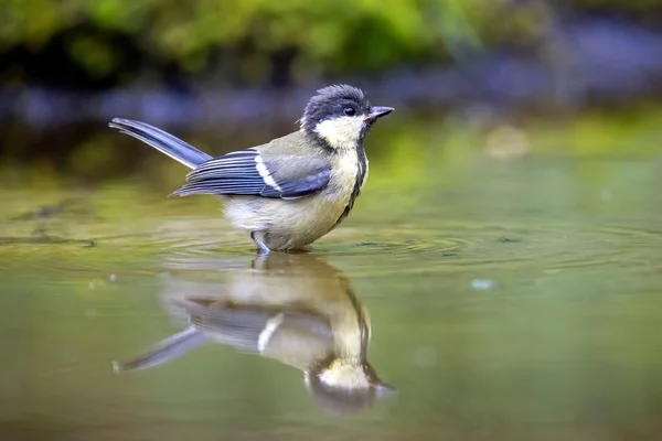 Great Tit Parus Major Bird — Fotografia de Stock