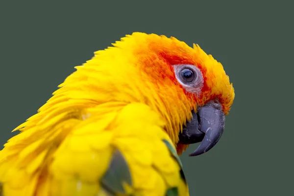 Sun Parakeet Aratinga Solstitialis Bird — Stock Photo, Image