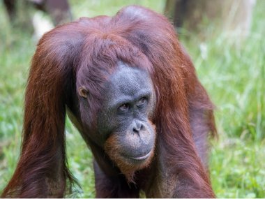 Bir orangutanın (Pongo pigmaeus)