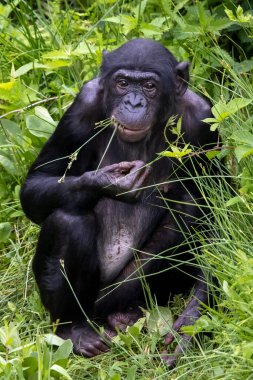 Yeşil çimlerde bir Bonobo (Pan paniscus)