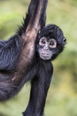 Kolombiyalı örümcek maymunu (Ateles fusciceps rufiventris)