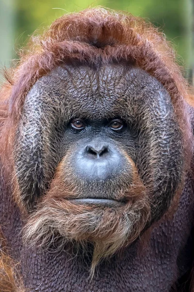 Close Male Orangutan Pongo Pygmaeus — стоковое фото