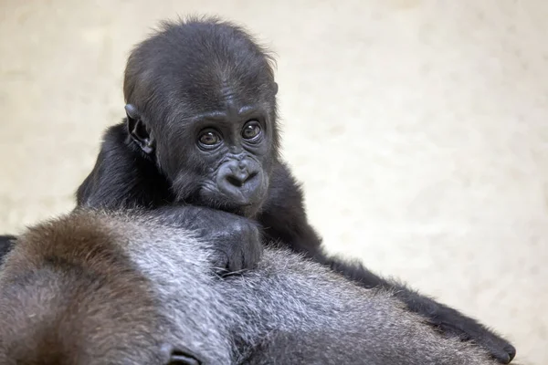 一只西部低地大猩猩宝宝的特写镜头 — 图库照片