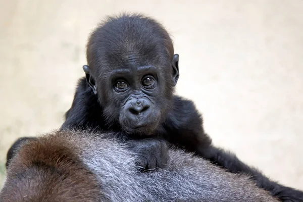 close up of a black and white gorilla