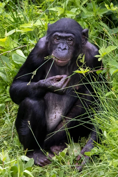 Ένα Bonobo Hig Πράσινο Γρασίδι Πανίσκους Pan — Φωτογραφία Αρχείου