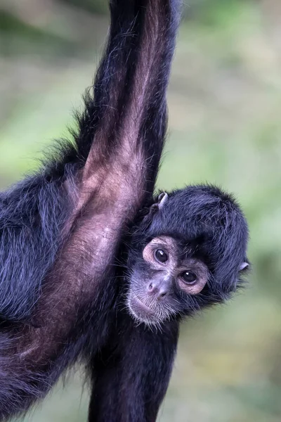 Kolumbianischer Spinnenaffe Ateles Fusciceps Rufiventris — Stockfoto