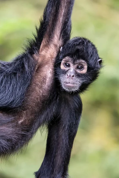 Colombiaanse Spinaap Ateles Fusciceps Rufiventris — Stockfoto