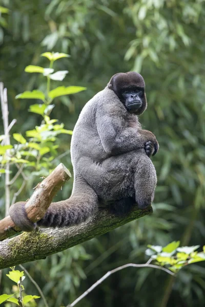 Kahverengi Yünlü Maymun Sıradan Yünlü Maymun Veya Humboldt Tüylü Maymunu — Stok fotoğraf
