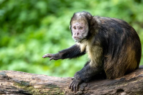Capuchino Vientre Dorado Sapajus Xanthosternos — Foto de Stock