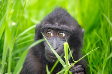 Armalı Macaque bebeği (Macaca Nigra)