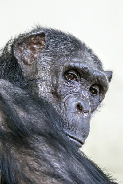 Шимпанзе Пан Троглодиты Закрыть Портрет — стоковое фото