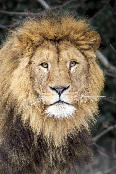Een Mannelijke Leeuw Panthera Leo — Stockfoto