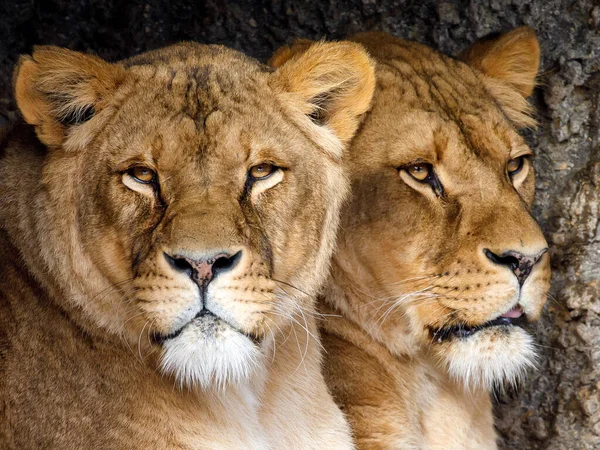 Närbild Två Lejoninna Systrar Panthera Leo — Stockfoto