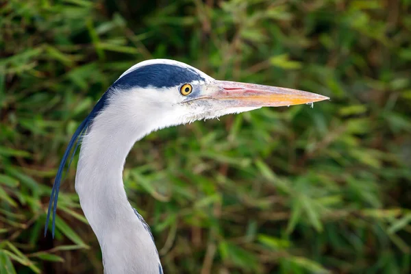 Garza Gris Ardea Cinerea Con Fondo Verde — Foto de Stock