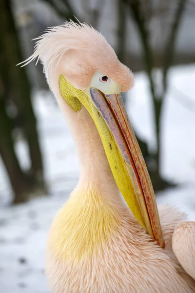 Perto Grande Pelicano Branco Pelecanus Onocrotalus Neve — Fotografia de Stock