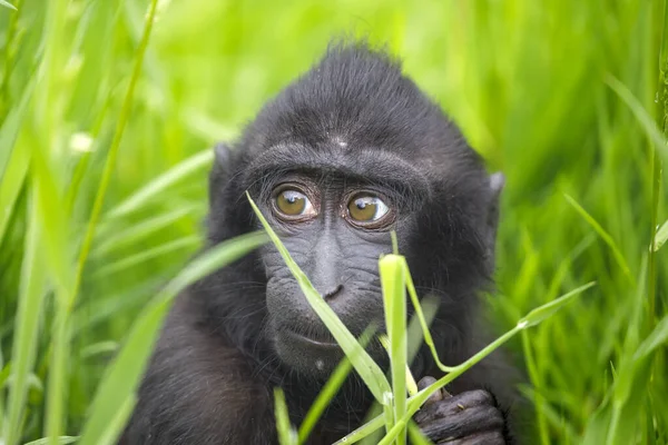 Bebé Macaco Con Cresta Macaca Nigra — Foto de Stock