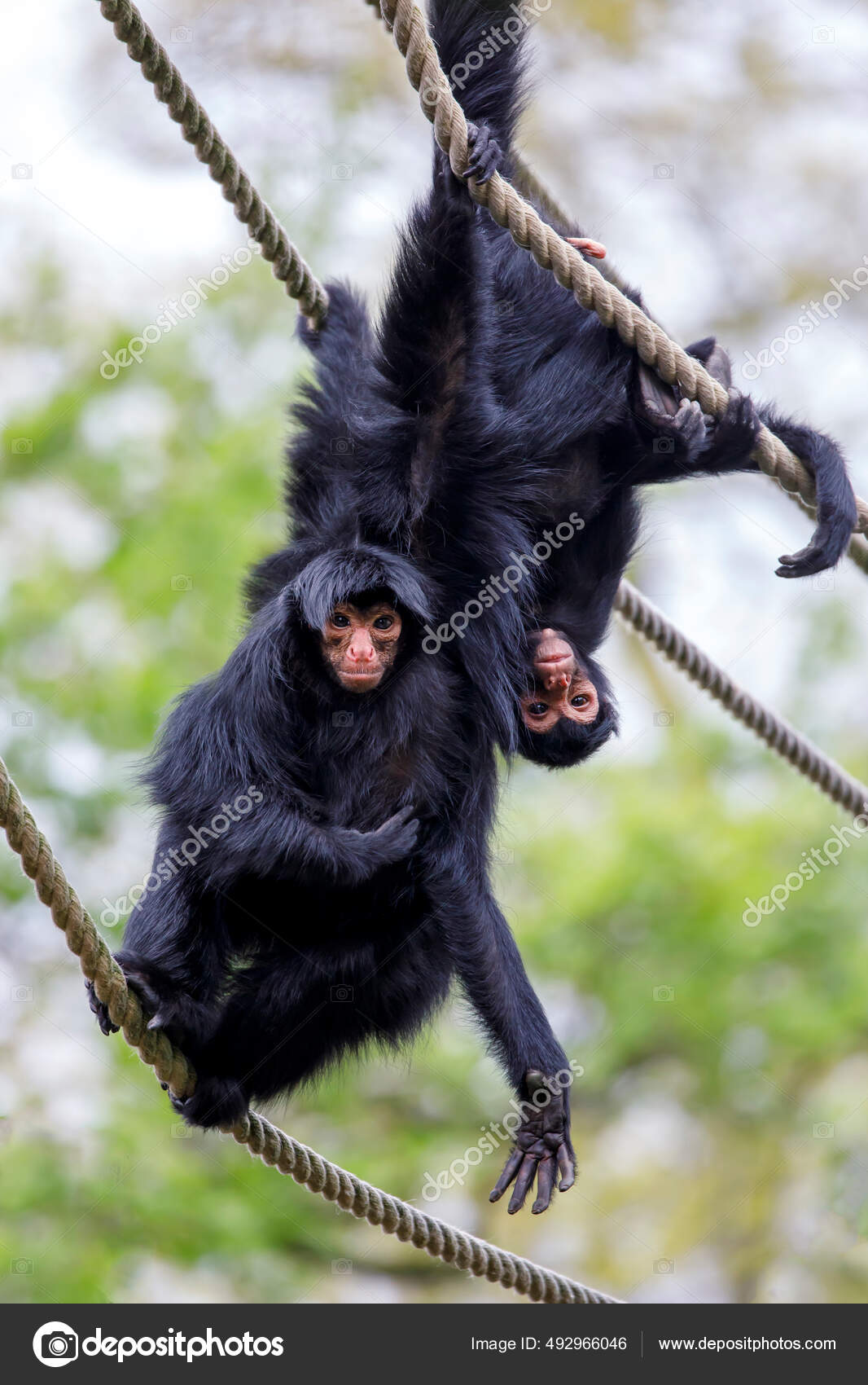 Macaco Aranha de Cara Vermelha / Red Faced Spider Monkey (Ateles