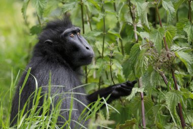 Armalı Macaque (Macaca Nigra) yetişkin