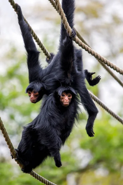 赤い顔をしたクモのサル Ateles Paniscus — ストック写真