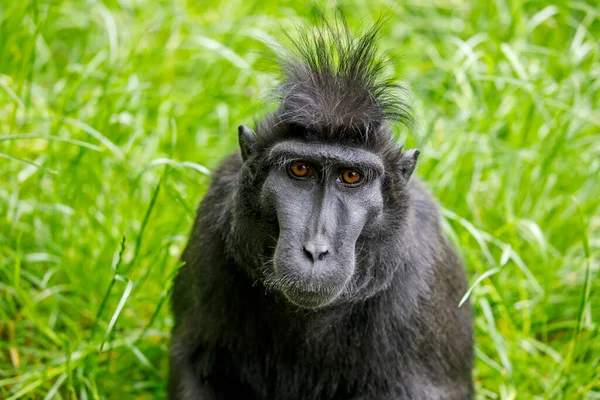 Macaque Crête Adulte Macaca Nigra — Photo