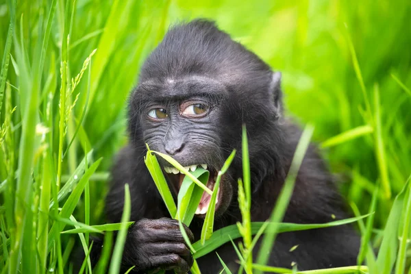 Bebé Macaco Con Cresta Macaca Nigra — Foto de Stock