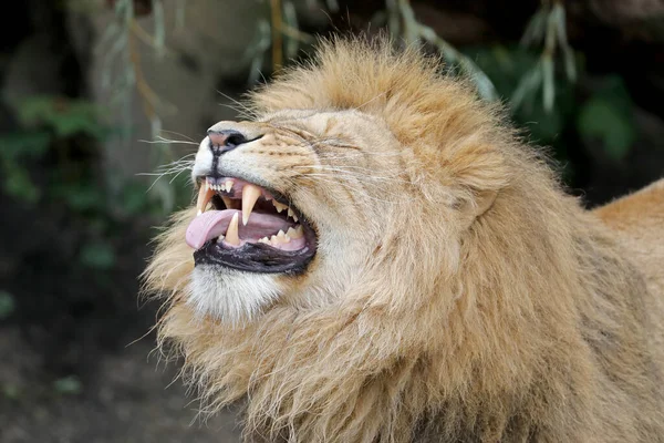 Zblízka Lví Samec — Stock fotografie