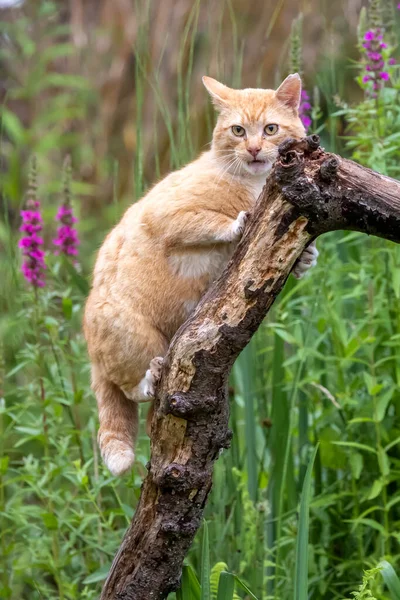 森の中の美しい赤い毛の猫は — ストック写真