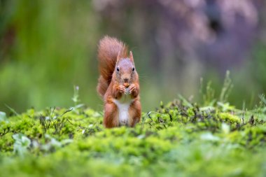 Ormanda sevimli Avrasya kızıl sincabı (sciurus vulgaris)
