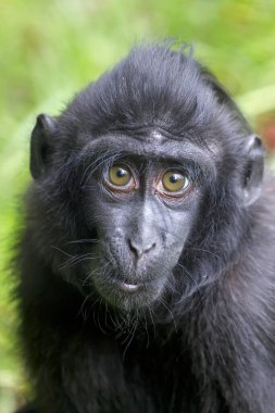 Armalı Macaque bebeği (Macaca Nigra)