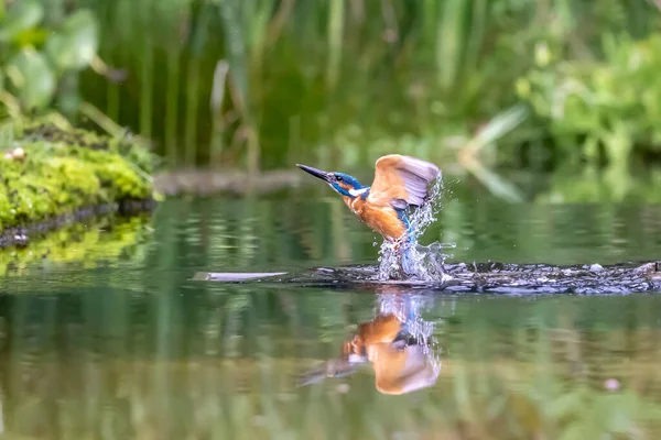 Ledňáček Obecný Alcedo Atthis — Stock fotografie