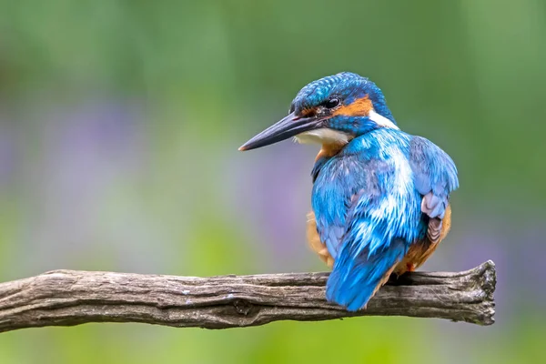 Genel Kingfisher Alcedo Kuşu — Stok fotoğraf