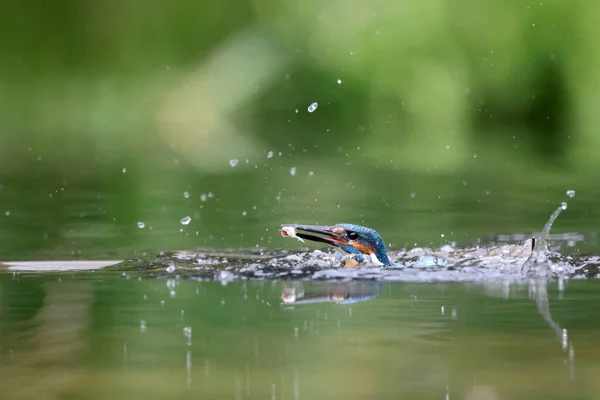 Όμορφο Κοινό Kingfisher Alcedo Αυτό Πουλί Στο Νερό — Φωτογραφία Αρχείου