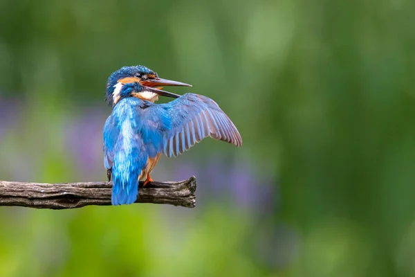 Eisvogel Alcedo Atthis — Stockfoto