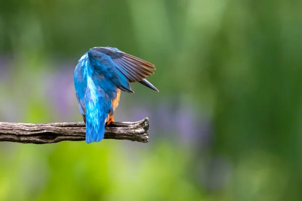 Ortak Kingfisher Alcedo Bir Ağacın Dalında Oturuyor — Stok fotoğraf