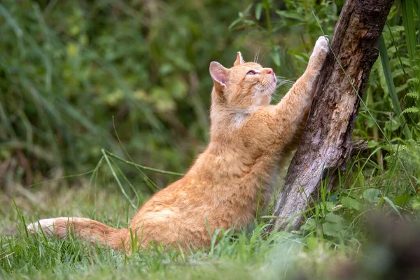 Çimlerdeki Kedi — Stok fotoğraf