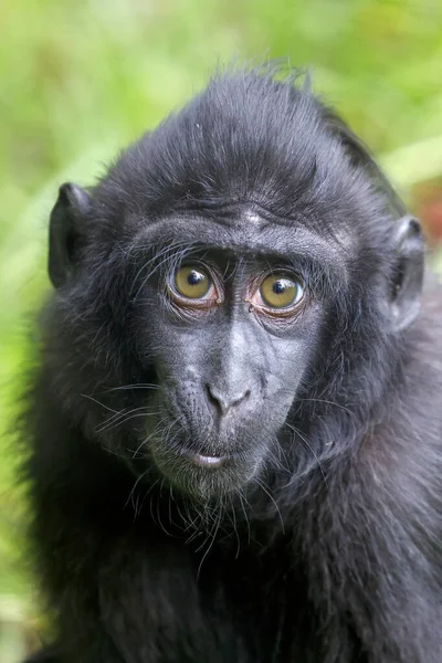 Macaque Crête Bébé Macaca Nigra — Photo