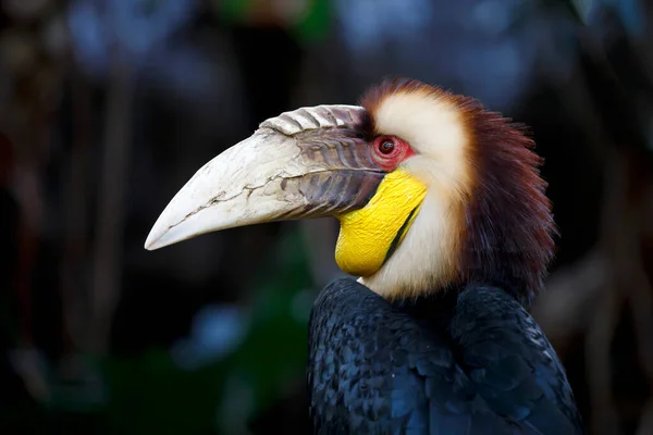 Wreathed Hornbill Rhyticeros Undulatus Male Also Known Bar Pouched Wreathed — Stock Photo, Image